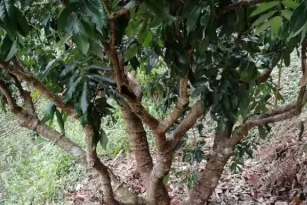 荔枝的高压繁殖技术 ,荔枝高压繁殖是怎样的育苗方式?插图4 荔枝的高压繁殖技术 ,荔枝高压繁殖是怎样的育苗方式?插图4