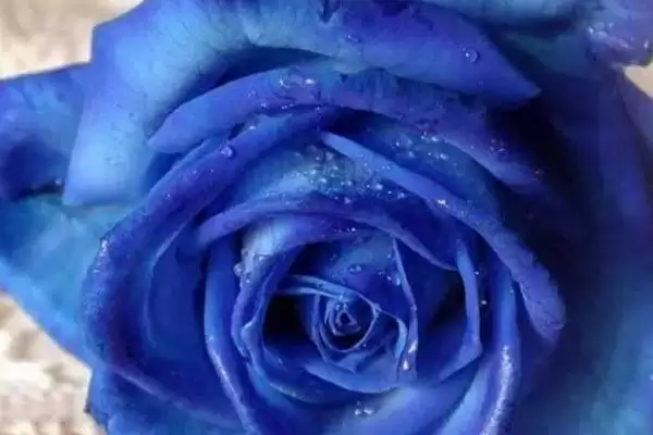 受欢迎的玫瑰花苗有哪些？认识受欢迎的玫瑰花苗要了解哪些品种优势？插图7
