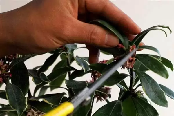 瑞香几月修剪合适？修剪瑞香要把握哪些合适的修剪时间和要点？插图4