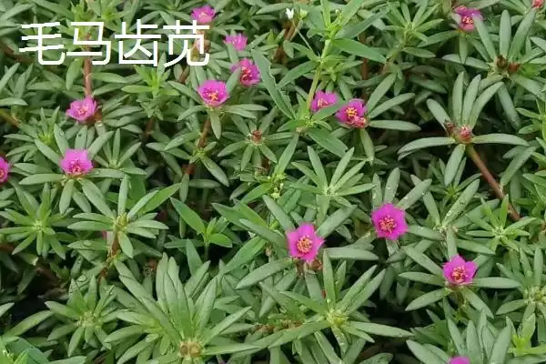 马齿苋有哪些特征 ,马齿苋的茎和叶片是什么样插图4
