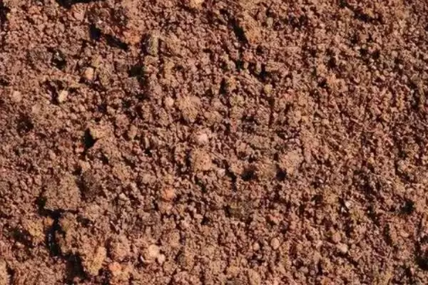 了解种风姜适用土壤的方法和重点？了解种风姜适用土壤要做好哪些细节？插图1