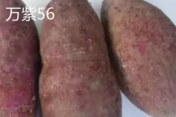紫薯品种的种类和要点？了解紫薯品种需关注哪些关键信息？插图7