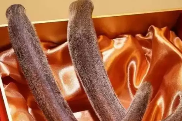 提高鹿茸产量的方法？提高鹿茸产量要掌握哪些涵盖饲养、管理等方面的要点？插图2