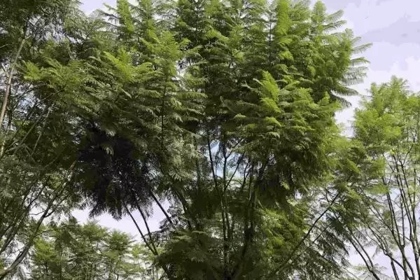 蓝花楹的种植方法 ,蓝花楹在 3 月中下旬种植有何优势?插图1 蓝花楹的种植方法 ,蓝花楹在 3 月中下旬种植有何优势?插图1