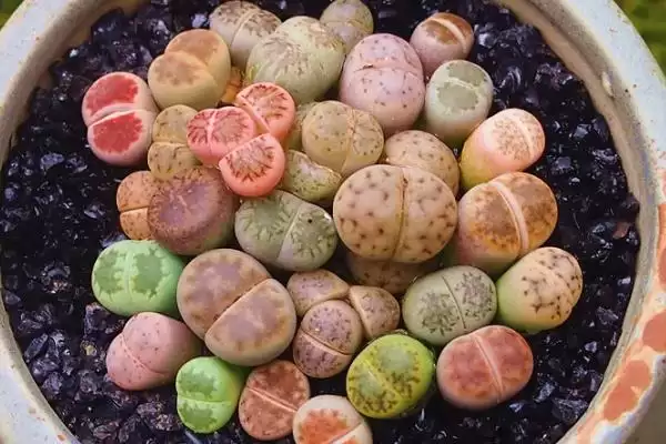 如何移栽生石花？移栽生石花要遵循哪些正确的移栽操作流程？插图4