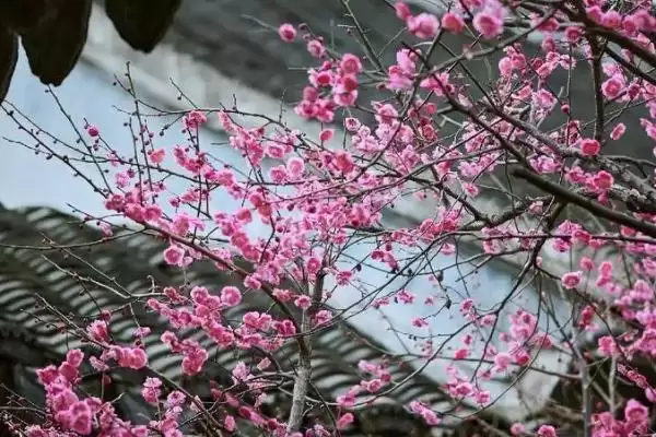 梅花的开放时间是什么时候呢 ,梅花一般开放时间为 1-3 月份插图1