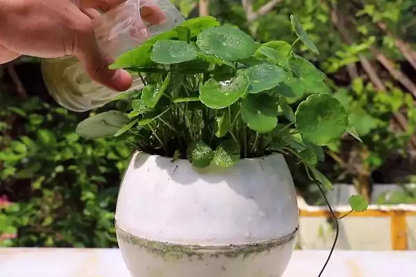 铜钱草冬天叶子黄了是什么原因？探究铜钱草冬季叶子发黄原因要考虑哪些因素？插图2