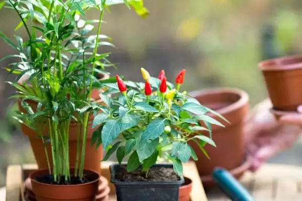 掌握移植花卉技巧的方法和重点？掌握移植花卉技巧要做好哪些细节？插图2