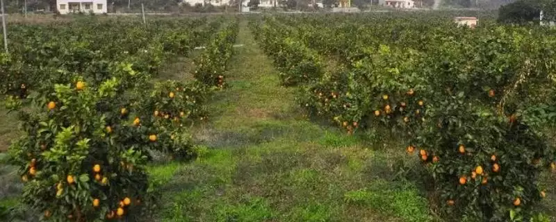 种植柑橘的条件和要点？种植柑橘需满足哪些必要条件？-会东网