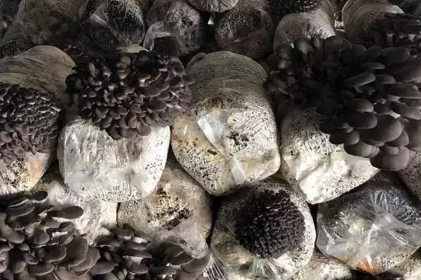平菇种植方法全解：早晚喷水的重要步骤插图2