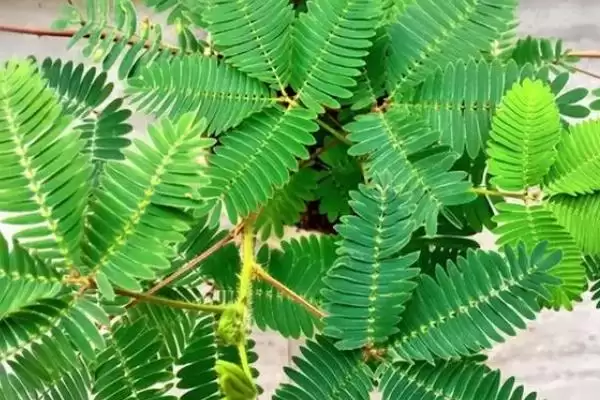 如何种植含羞草种子?种植含羞草种子要遵循哪些详细的种植步骤?插图4 如何种植含羞草种子?种植含羞草种子要遵循哪些详细的种植步骤?插图4