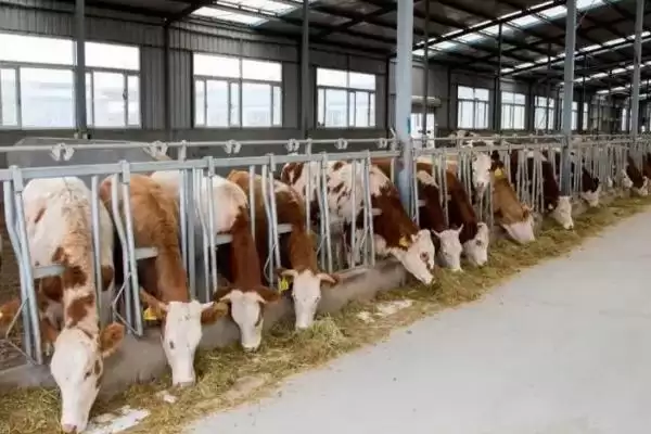 肉牛快速育肥技术？实现肉牛快速育肥要运用哪些有效技术？插图2