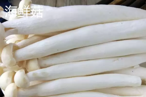 金针菇和海鲜菇的区别 ,金针菇与海鲜菇有何不同呢插图2