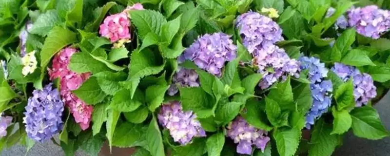 确定绣球花换盆月份的方法和重点？确定绣球花换盆月份要做好哪些细节？-会东网
