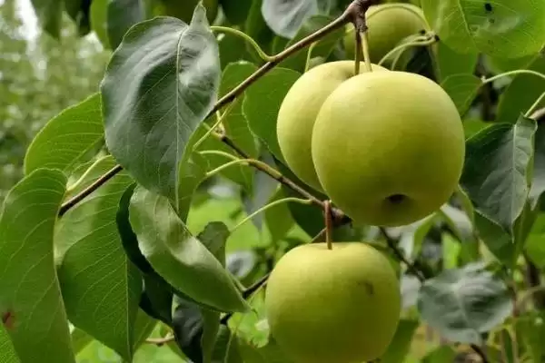 梨树黑叶病的症状 ,梨树黑叶病叶片背面有何表现？插图2
