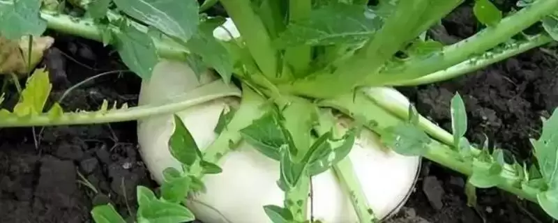 盘菜冬天种植攻略：可以种但要保证温度的关键因素-会东网