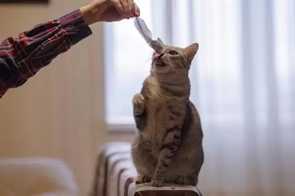 让猫咪变得粘人的方法？培养猫咪粘人习性要掌握哪些有效的互动和饲养方法？插图6