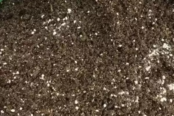 了解种风姜适用土壤的方法和重点？了解种风姜适用土壤要做好哪些细节？插图3