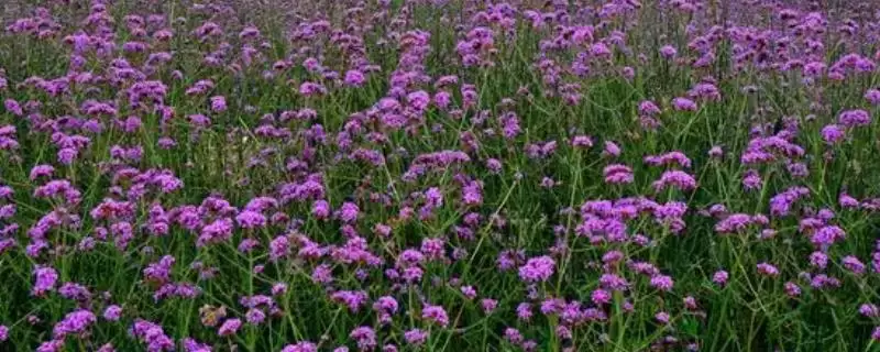 马鞭草什么时候开花 ,马鞭草一般在什么季节开花-会东网