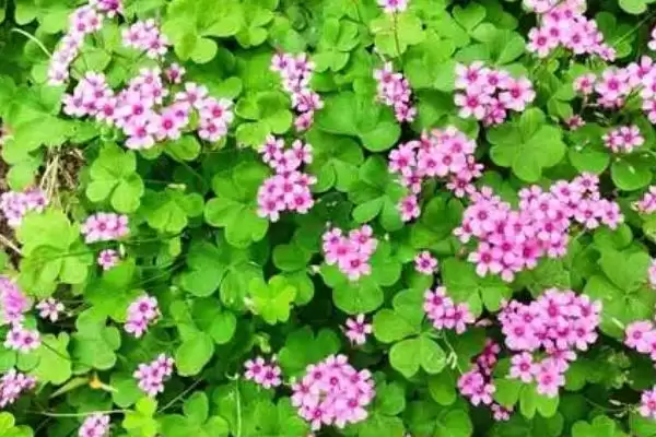 酢浆草寓意的内涵和要点？理解酢浆草寓意需关注哪些关键信息？插图1