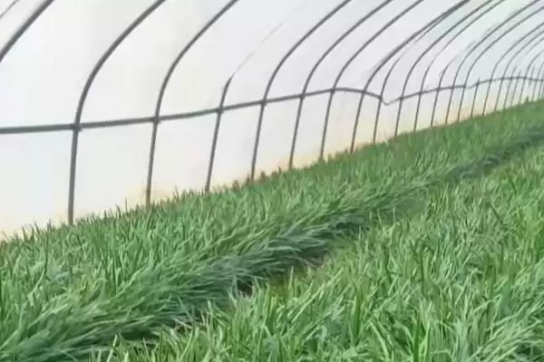 让韭菜越长越粗的方法？养护韭菜使其粗壮要掌握哪些从施肥到收割的管理要点？插图2