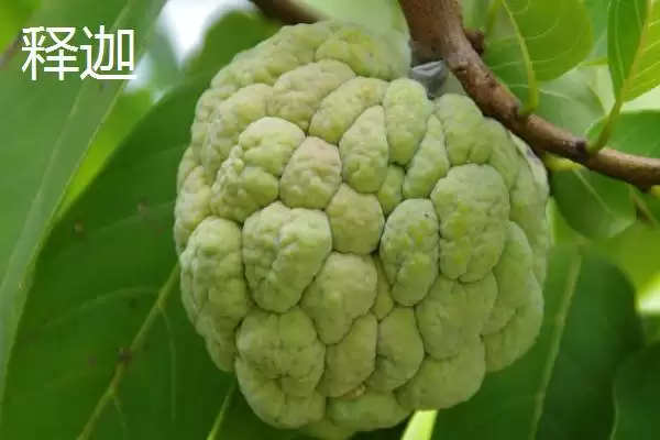 荔枝和释迦的区别 ,荔枝和释迦在哪些方面有不同？插图5