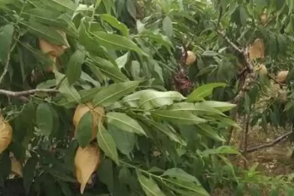 种植水蜜桃的方法和重点?种植水蜜桃要做好哪些细节?插图4 种植水蜜桃的方法和重点?种植水蜜桃要做好哪些细节?插图4