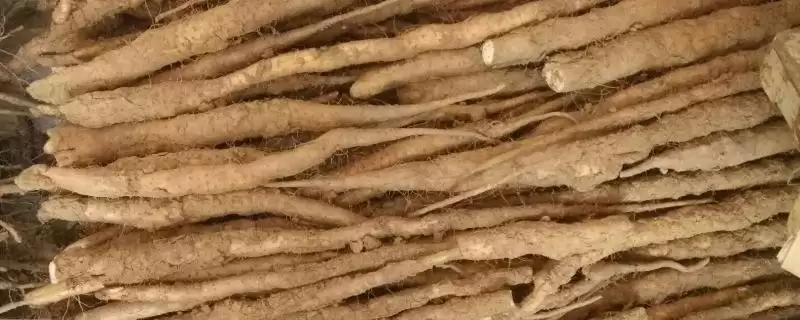 山药的产地?了解山药产地要知晓哪些主要的地域分布情况?插图 山药的产地?了解山药产地要知晓哪些主要的地域分布情况?插图