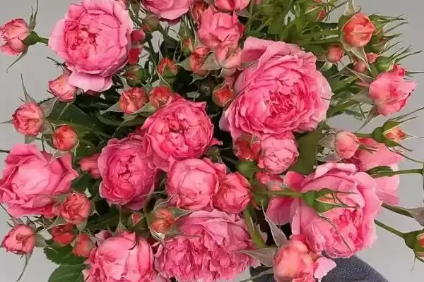 女王节花卉选择指南：康乃馨、百合花等传递美好祝福插图8