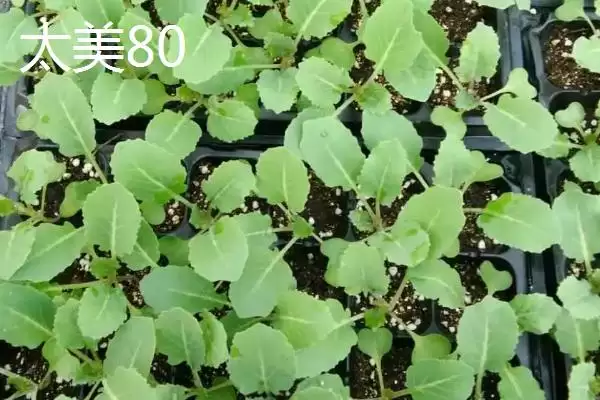 5元左右的价格成因插图5 5元左右的价格成因插图5