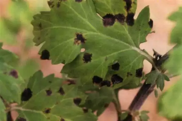 如何防治菊花黑斑病?养护菊花防治黑斑病要采用哪些防治方法?插图1 如何防治菊花黑斑病?养护菊花防治黑斑病要采用哪些防治方法?插图1