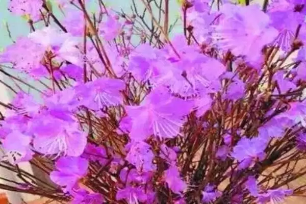 如何养干枝杜鹃开花快?养护干枝杜鹃促开花要运用哪些有效技巧?插图2 如何养干枝杜鹃开花快?养护干枝杜鹃促开花要运用哪些有效技巧?插图2