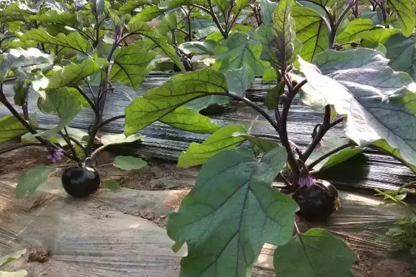 越夏茄子追肥的方法和重点？越夏茄子追肥要做好哪些细节？插图3