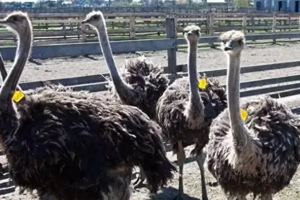 鸵鸟的特征？认识鸵鸟要了解哪些关键的生物形态、习性和生理特征要点？插图2
