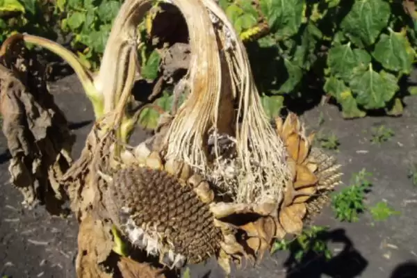 向日葵茎秆腐烂的原因和要点？分析向日葵茎秆问题需关注哪些方面？插图1