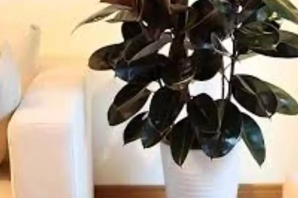 橡皮树养护难度的要点和判断？判断橡皮树养护难度需注意什么？插图7