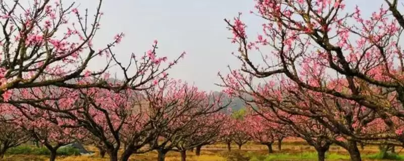 桃树有什么特点？认识桃树要了解哪些关键的植物形态、生长习性等特点？-会东网