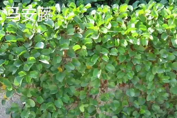马鞭草什么时候开花 ,马鞭草一般在什么季节开花插图4