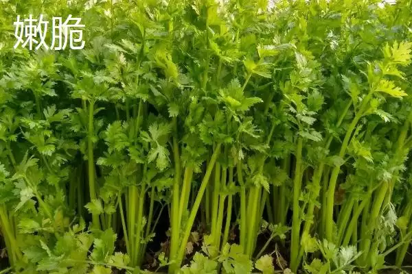 芹菜品种大揭秘：不同品种亩产量差异及特点插图6