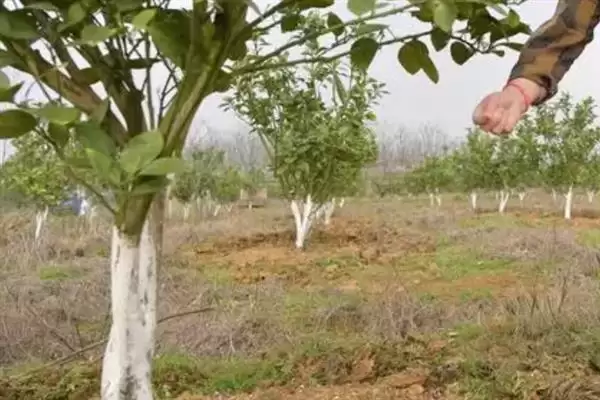 种植蜜柚促花保果的方法和要点？种植蜜柚花果管理需注意什么？插图2