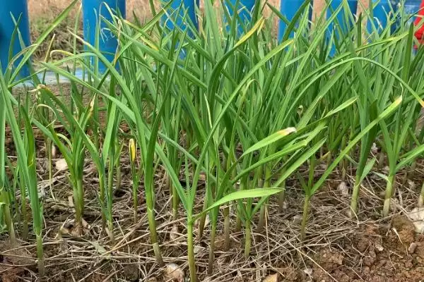 蒜苗的种植方法?种植蒜苗要掌握哪些从选种到田间管理的关键步骤?插图3 蒜苗的种植方法?种植蒜苗要掌握哪些从选种到田间管理的关键步骤?插图3