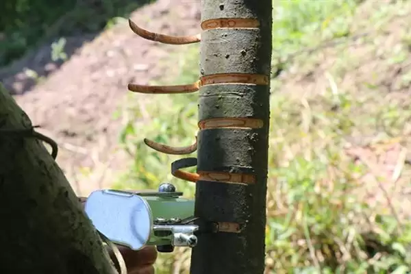 种植蜜柚促花保果的方法和要点？种植蜜柚花果管理需注意什么？插图4