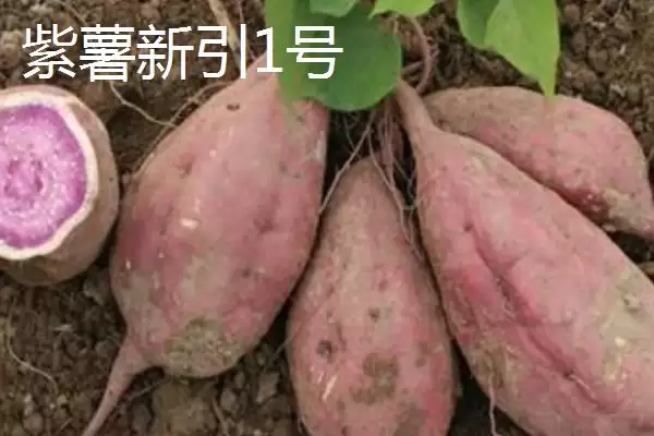 紫薯品种的种类和要点？了解紫薯品种需关注哪些关键信息？插图4