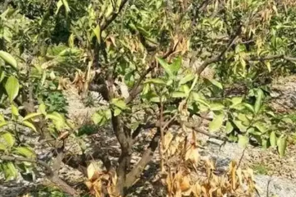 烧根如何补救？应对植物烧根问题要采取哪些有效的补救措施？插图2