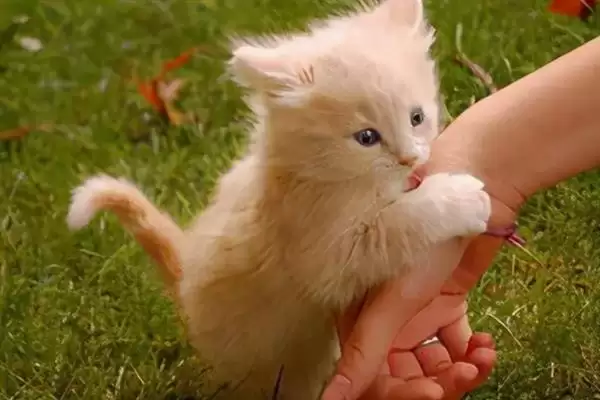 让猫咪变得粘人的方法？培养猫咪粘人习性要掌握哪些有效的互动和饲养方法？插图2