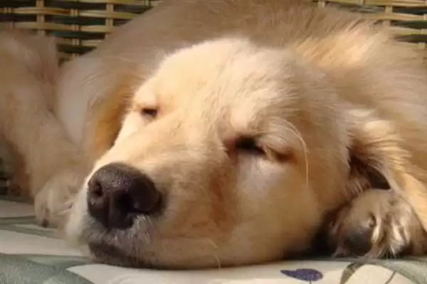 犬瘟热病毒感染源揭秘:病犬和带毒犬的传播风险插图5 犬瘟热病毒感染源揭秘:病犬和带毒犬的传播风险插图5
