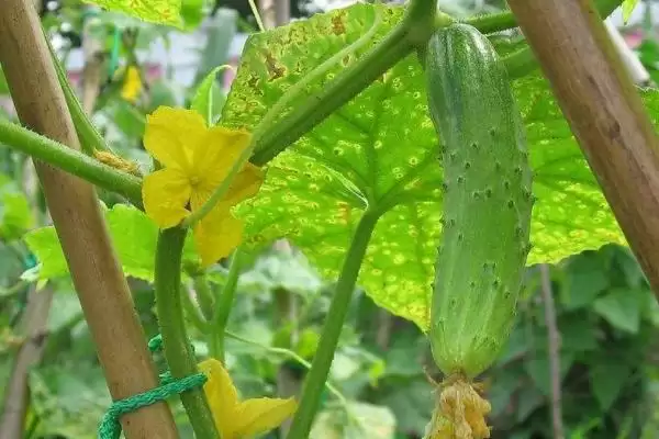 夏秋季节农事的种类和要点？了解夏秋农事需关注哪些关键信息？插图5