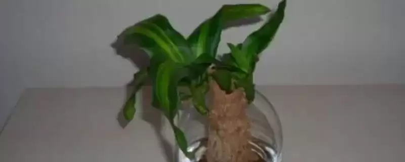 水培巴西木的养殖方法？水培巴西木要掌握哪些关键的水培管理方法？-会东网