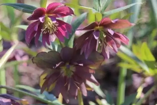 无惧烈日的花卉:向日葵、茉莉花、碗莲的阳光秘籍插图5 无惧烈日的花卉:向日葵、茉莉花、碗莲的阳光秘籍插图5