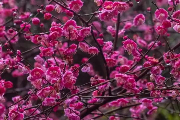 什么是梅花？认识梅花要了解哪些关键的花卉形态和文化寓意？插图3